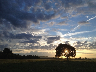 Landscape tree nature grass Photo