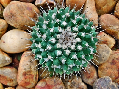 Nature prickly cactus sharp Photo