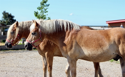 Pasture horse couple mammal Photo