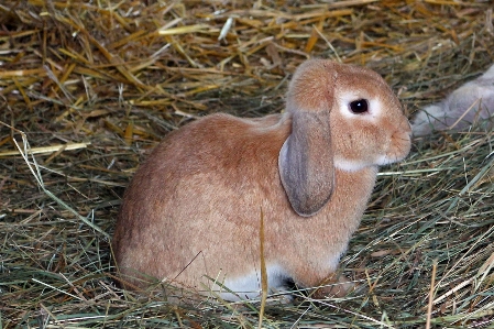 草 干し草 草原
 動物 写真