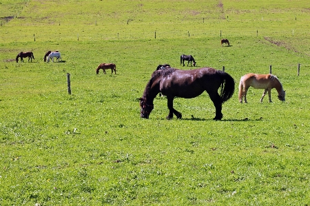 Nature grass field farm Photo