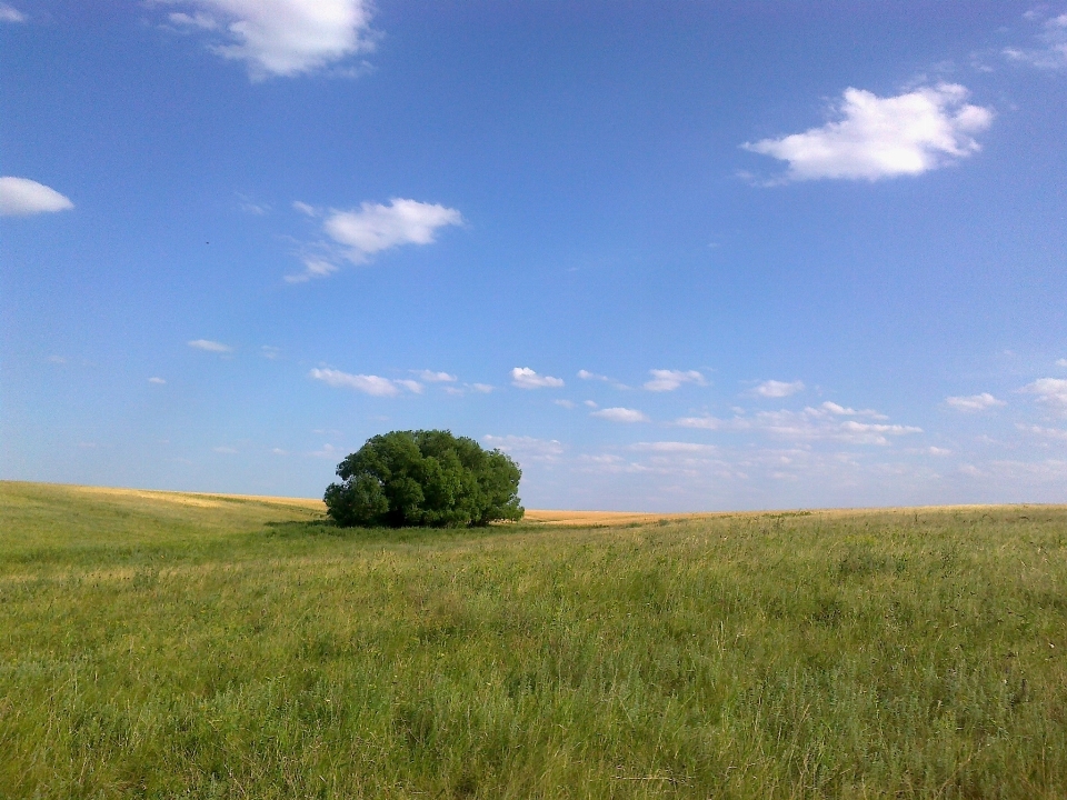 Paysage nature herbe horizon