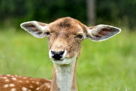 Weiblich tierwelt reh weide
 Foto