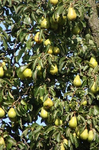 Tree nature forest wilderness Photo