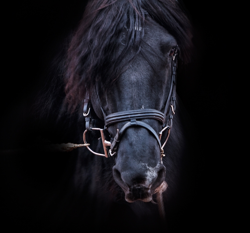 Black and white animal horse mammal