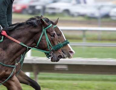 Foto Traccia sport cavaliere a cavallo
