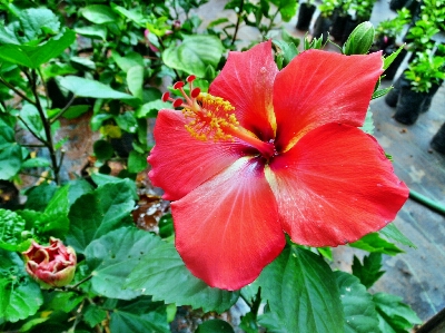 Nature blossom plant leaf Photo