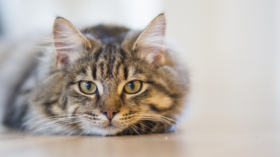 動物 かわいい ペット 子猫