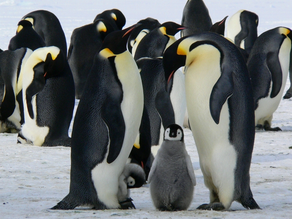 Natureza região selvagem
 frio pássaro