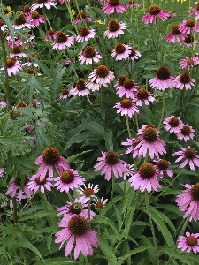 Blossom plant meadow stem Photo