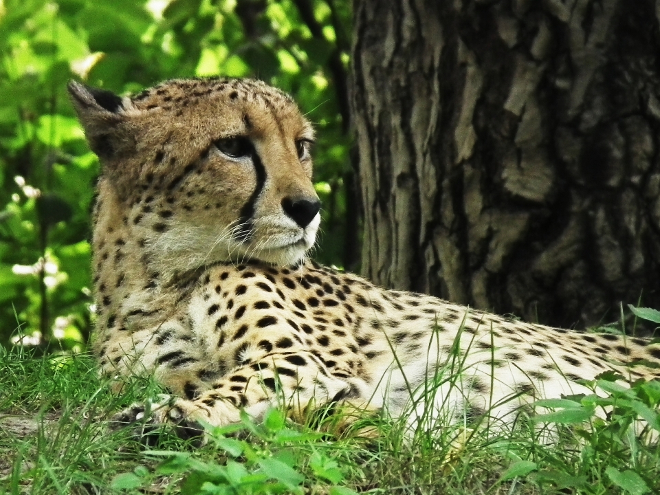 Nature faune sauvage zoo