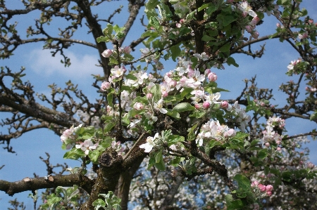 Apple tree nature branch Photo