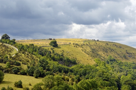 Landscape tree nature grass Photo