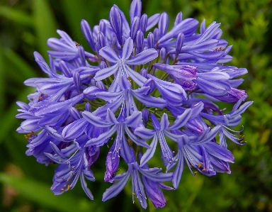 Plant flower purple petal Photo