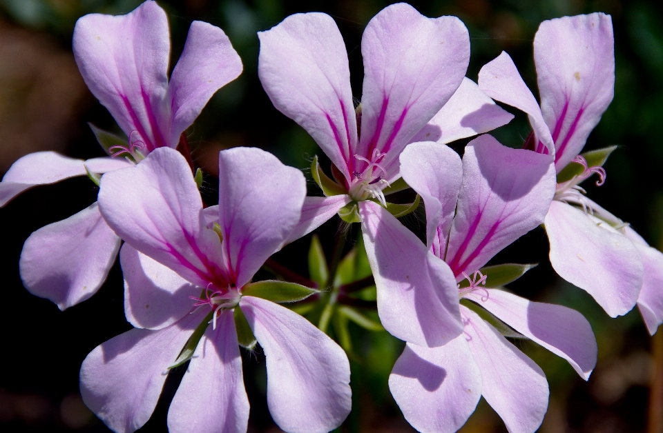 Fleurir usine fleur pétale