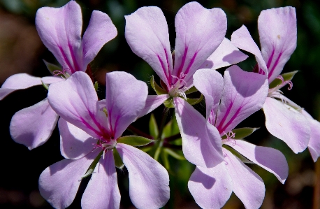 Blossom plant flower petal Photo