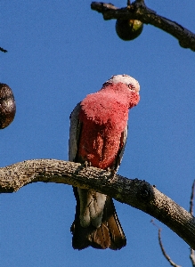 Tree branch bird white Photo