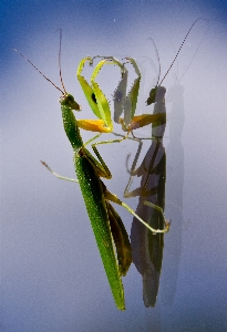 Photo Nature aile la photographie feuille