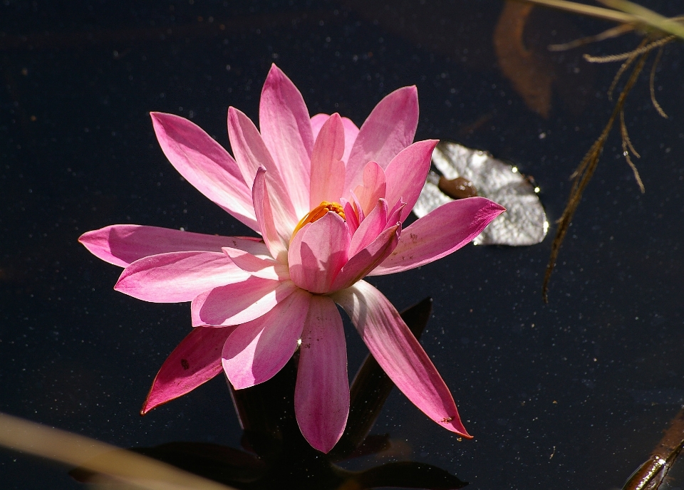 Agua florecer planta flor