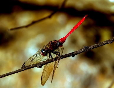 Nature branch wing photography Photo