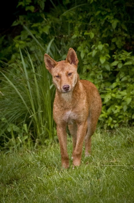 Caminando perro canino
 salvaje