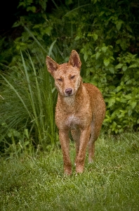 Foto A piedi cane canino
 selvaggio