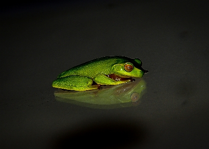 夜 写真撮影 葉 野生動物 写真