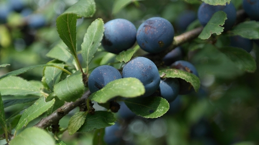 Tree branch plant fruit Photo