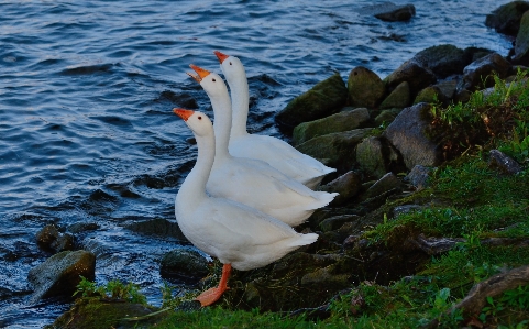 自然 アウトドア 荒野
 鳥 写真