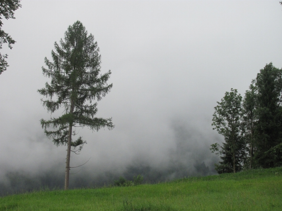 árvore natureza floresta montanha