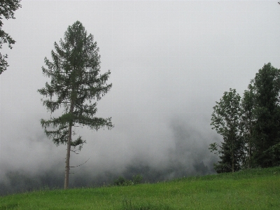 Tree nature forest mountain Photo