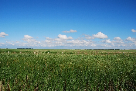 Landscape grass horizon marsh Photo