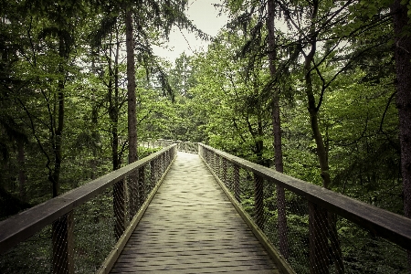 Landscape tree nature forest Photo