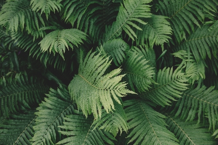 Foto Albero natura foresta ramo