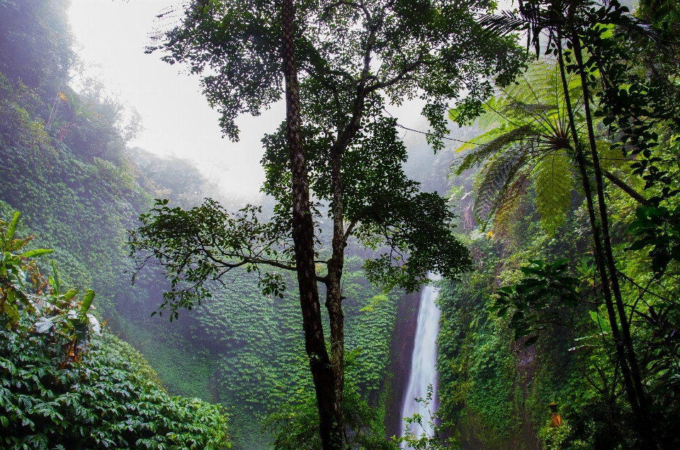 Baum natur wald wasserfall