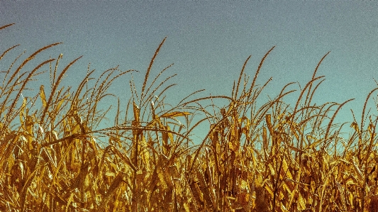 Grass plant field wheat Photo