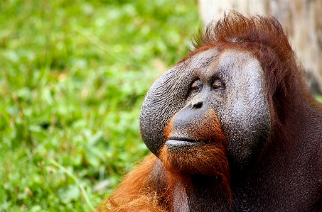 Hair animal wildlife wild Photo