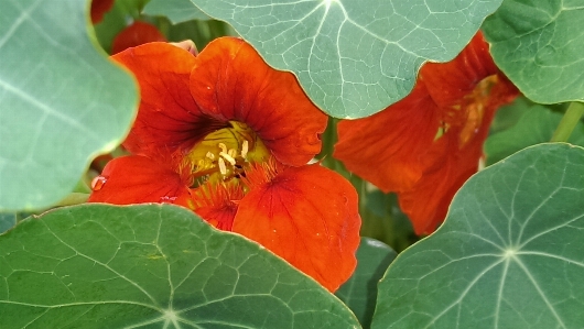 Plant leaf flower petal Photo