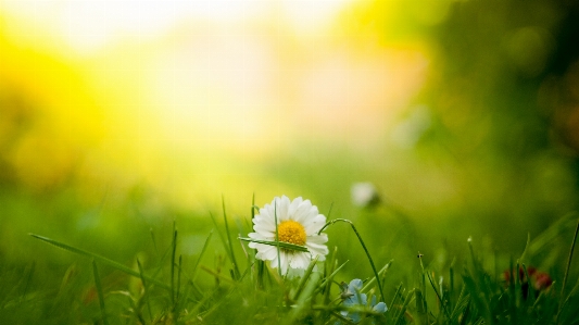 Nature grass blossom light Photo