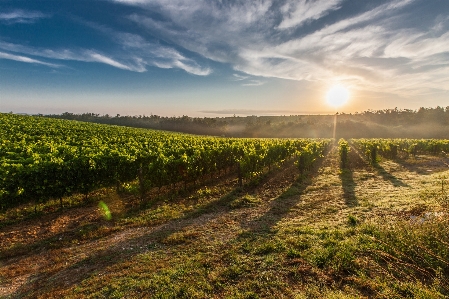 Zdjęcie Krajobraz drzewo natura trawa