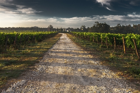 Foto Paisagem árvore natureza caminho