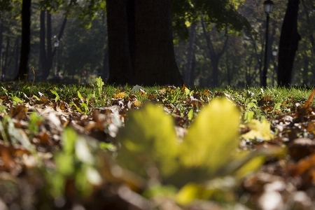 Landscape tree nature forest Photo