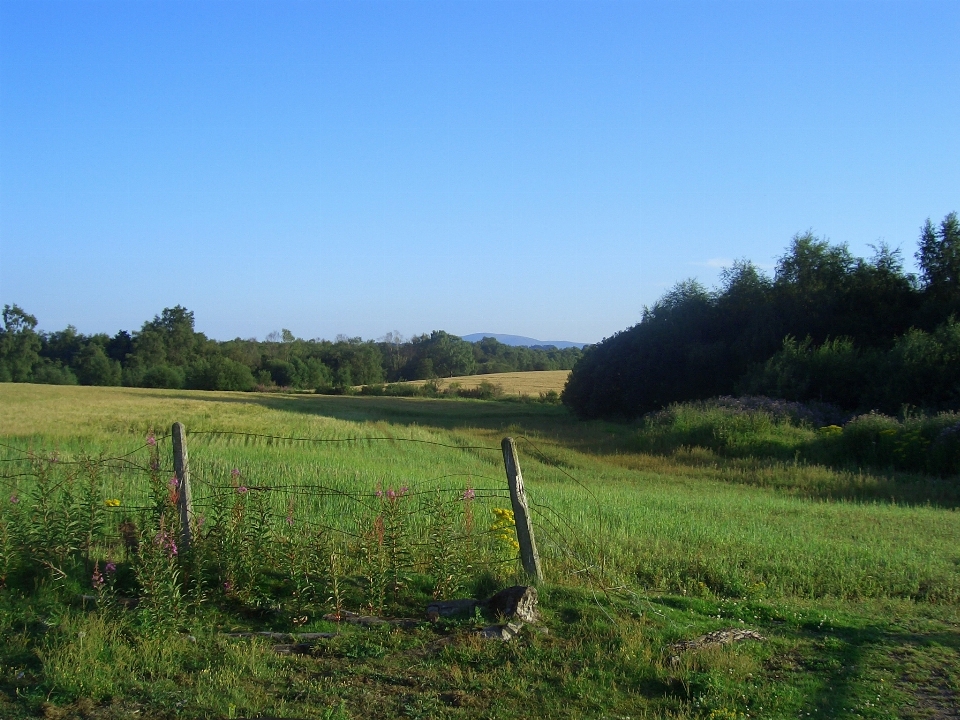 Landschaft baum natur gras