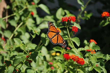 Nature outdoor blossom wing Photo