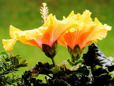 Plant leaf flower petal Photo