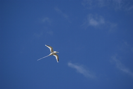 Sea nature bird wing Photo