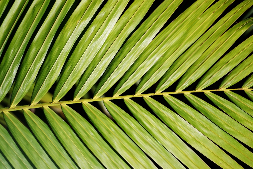 árbol naturaleza césped rama