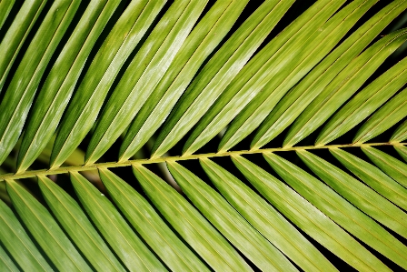 Tree nature grass branch Photo