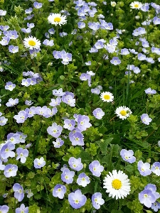 Nature blossom plant white Photo