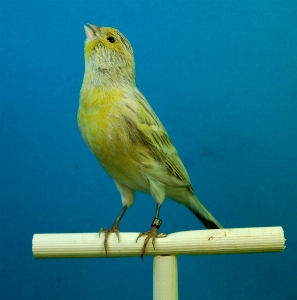 Photo Oiseau aile le bec jaune